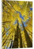 Yellow Aspen Trees in Steamboat Springs, Colorado by Anonymous