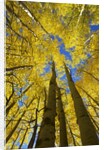 Yellow Aspen Trees in Steamboat Springs, Colorado by Anonymous