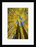 Yellow Aspen Trees in Steamboat Springs, Colorado by Anonymous