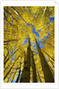 Yellow Aspen Trees in Steamboat Springs, Colorado by Anonymous
