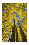 Yellow Aspen Trees in Steamboat Springs, Colorado by Anonymous