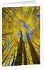 Yellow Aspen Trees in Steamboat Springs, Colorado by Anonymous