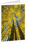 Yellow Aspen Trees in Steamboat Springs, Colorado by Anonymous