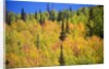 Yellow Aspen Trees in Steamboat Springs, Colorado by Anonymous