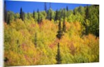 Yellow Aspen Trees in Steamboat Springs, Colorado by Anonymous