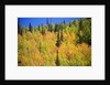 Yellow Aspen Trees in Steamboat Springs, Colorado by Anonymous