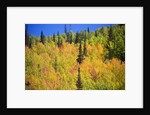 Yellow Aspen Trees in Steamboat Springs, Colorado by Anonymous