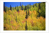 Yellow Aspen Trees in Steamboat Springs, Colorado by Anonymous