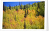 Yellow Aspen Trees in Steamboat Springs, Colorado by Anonymous