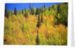 Yellow Aspen Trees in Steamboat Springs, Colorado by Anonymous