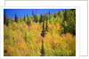 Yellow Aspen Trees in Steamboat Springs, Colorado by Anonymous