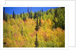 Yellow Aspen Trees in Steamboat Springs, Colorado by Anonymous