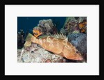 Red Hind by Anonymous