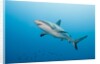 Reef Shark by Anonymous