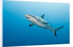Reef Shark by Anonymous