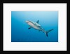 Reef Shark by Anonymous