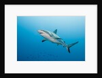 Reef Shark by Anonymous