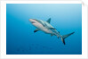 Reef Shark by Anonymous