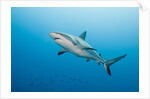 Reef Shark by Anonymous