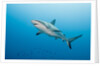 Reef Shark by Anonymous