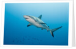 Reef Shark by Anonymous
