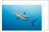Reef Shark by Anonymous
