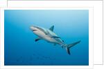 Reef Shark by Anonymous