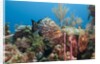 Yellowfish Grouper by Anonymous