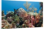 Yellowfish Grouper by Anonymous