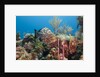 Yellowfish Grouper by Anonymous