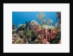 Yellowfish Grouper by Anonymous