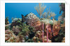 Yellowfish Grouper by Anonymous