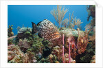 Yellowfish Grouper by Anonymous