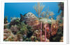 Yellowfish Grouper by Anonymous