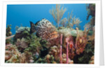 Yellowfish Grouper by Anonymous