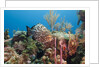 Yellowfish Grouper by Anonymous