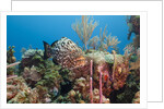 Yellowfish Grouper by Anonymous