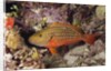 Stoplight Parrotfish by Anonymous