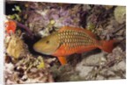 Stoplight Parrotfish by Anonymous