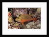Stoplight Parrotfish by Anonymous