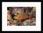 Stoplight Parrotfish by Anonymous