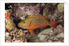 Stoplight Parrotfish by Anonymous