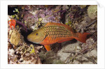 Stoplight Parrotfish by Anonymous
