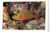 Stoplight Parrotfish by Anonymous