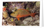Stoplight Parrotfish by Anonymous