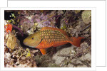 Stoplight Parrotfish by Anonymous