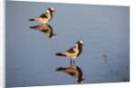 Blacksmith Plover by Anonymous