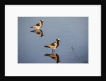Blacksmith Plover by Anonymous