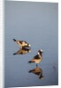 Blacksmith Plover by Anonymous