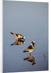 Blacksmith Plover by Anonymous